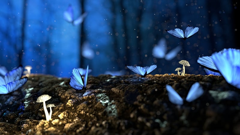 Enchanted Festivals