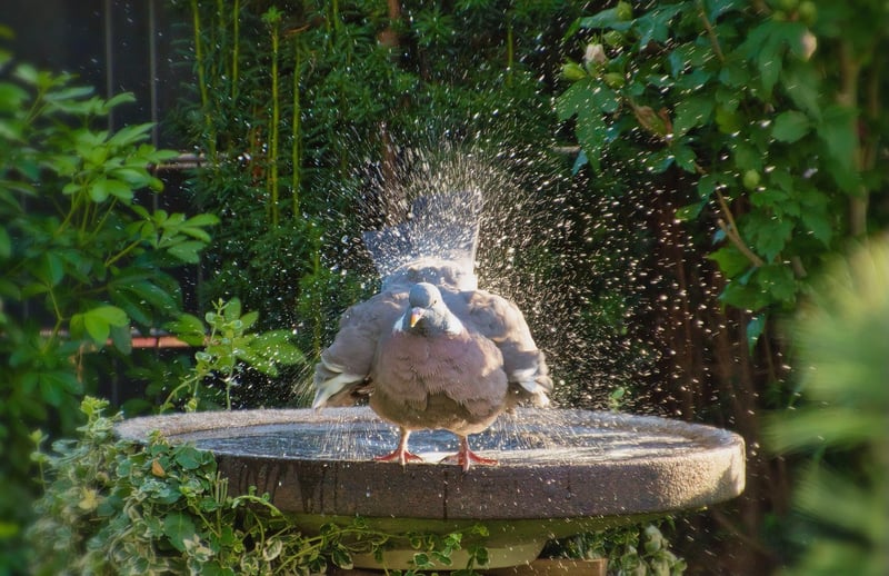 Mythical Bird Bath