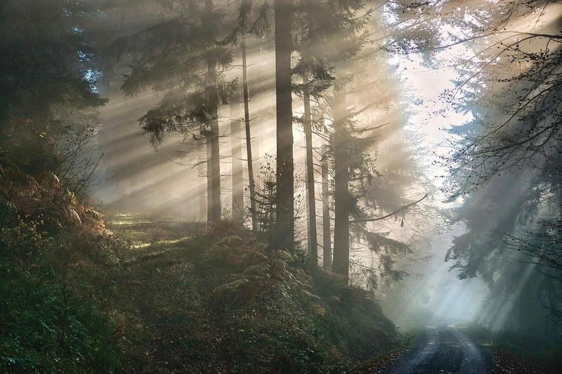 Mystical Shrubs